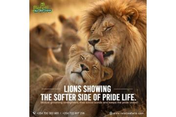 Tanzania Safari Packages from India & Kenya Tour Packages India