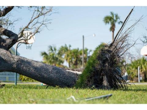 Need Fast Tree Removal in Hilo? Call Arborist Services Today 