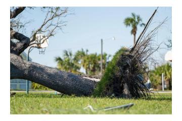 Need Fast Tree Removal in Hilo? Call Arborist Services Today 