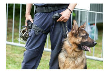 Obedience Training Near Me | Professional Dog Training by Hazard K9