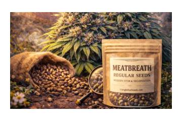 Cannabis Seeds Online in Fort Lauderdale – Find Premium Genetics Delivered Discreetly